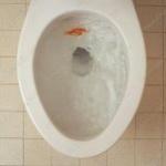 goldfish toilet burial