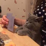 karen cat play cards