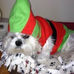 Angry Elf Dog | MERRY CHRISTMAS; DUMBASS | image tagged in angry elf dog | made w/ Imgflip meme maker