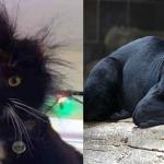 Two Cats