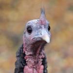 Sad Turkey
