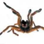 HAPPY TARANTULA