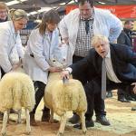 BORIS SHEEP