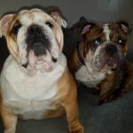 bulldogsB&P