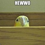 The Birb | HEWWO | image tagged in the birb | made w/ Imgflip meme maker