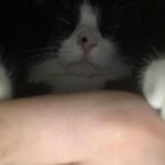 gatekeeper cat