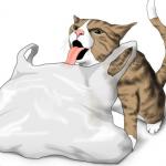 cat licking plastic bag