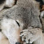 Wolf Facepalm