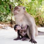 Baby monkey and mama monkey
