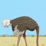 Ostrich with its head buried in the sand meme