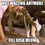 Feed me | NOT WAITING ANYMORZ; FILL DISH MEOW | image tagged in feed me | made w/ Imgflip meme maker