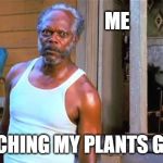 Black Snake Moan Lazarus | ME; WATCHING MY PLANTS GROW | image tagged in black snake moan lazarus,gardening,flowers,plants | made w/ Imgflip meme maker