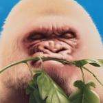 Angry Albino Gorilla meme