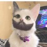 Beard cat meme