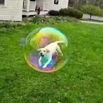 Bubble doggo meme