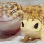 Happy salamander
