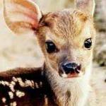 cute deer
