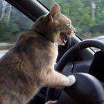 Angry driving cat