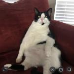 Fat cat gets bad news