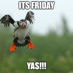 bird | ITS FRIDAY; YAS!!! | image tagged in bird | made w/ Imgflip meme maker