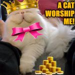 WORSHIP ME | I'M A CAT; WORSHIP ME! | image tagged in worship me | made w/ Imgflip meme maker