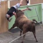 Bull flips man