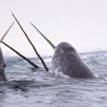Narwhal meeting