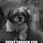 WHEN HOOMAN DOES NOT WANNA GIVE U TREAT; EVENT THOUGH YOU HAVE BEEN A GOOD BOI | image tagged in good boy | made w/ Imgflip meme maker