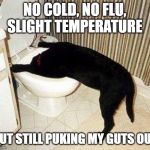 No Cold, No Flu | NO COLD, NO FLU, SLIGHT TEMPERATURE; BUT STILL PUKING MY GUTS OUT | image tagged in sick puppy | made w/ Imgflip meme maker