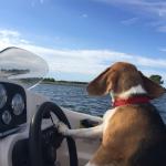 Boat Beagle