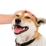 Petting a Dog meme