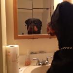 Rottweiler looking in mirror