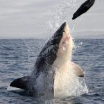Shark taking bait