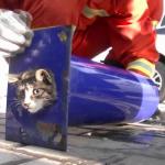 cat stuck in pipe