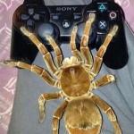 Gamer spider