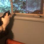 Cat and mouse