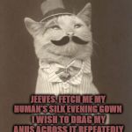 JEEVES | JEEVES, FETCH ME MY HUMAN'S SILK EVENING GOWN; I WISH TO DRAG MY ANUS ACROSS IT REPEATEDLY | image tagged in jeeves | made w/ Imgflip meme maker