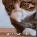 stop scaring me kitty GIF Template