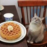 Kitty happy with their waffle