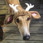 Reindog
