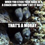 Aquatic, Scuba, Underwater | WHEN YOU STICK YOUR HAND IN A CRACK AND YOU DON'T GET IT BACK; THAT'S A MORAY | image tagged in aquatic scuba underwater | made w/ Imgflip meme maker