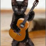 CAT SONG | WROTE A LITTLE SONG FOR MAH HOOMAN CALLED; "MAH POOP BOX STINKS (SCOOP IT YOU LAZY TURD)" | image tagged in cat song | made w/ Imgflip meme maker