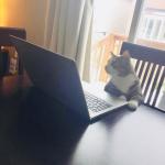 Cat surfing web