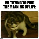 Buffering Cat | ME TRYING TO FIND THE MEANING OF LIFE: | image tagged in buffering cat | made w/ Imgflip meme maker