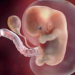 Fetus umbilical cord