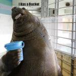 Walrus bucket meme