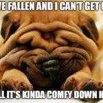 sleepy shar pei puppy | I'VE FALLEN AND I CAN'T GET UP; WELL IT'S KINDA COMFY DOWN HERE | image tagged in sleepy shar pei puppy | made w/ Imgflip meme maker