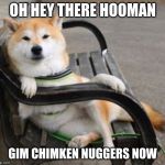 Cool shiba Inu  | OH HEY THERE HOOMAN; GIM CHIMKEN NUGGERS NOW | image tagged in cool shiba inu | made w/ Imgflip meme maker