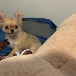 Plotting Chihuahua