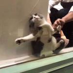cat dragged from window
